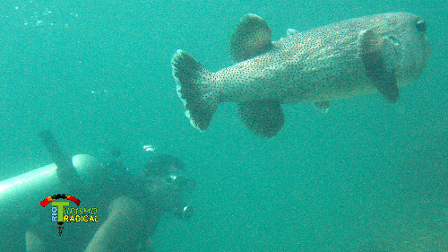 Scuba diving at Arraial do Cabo - Brazil